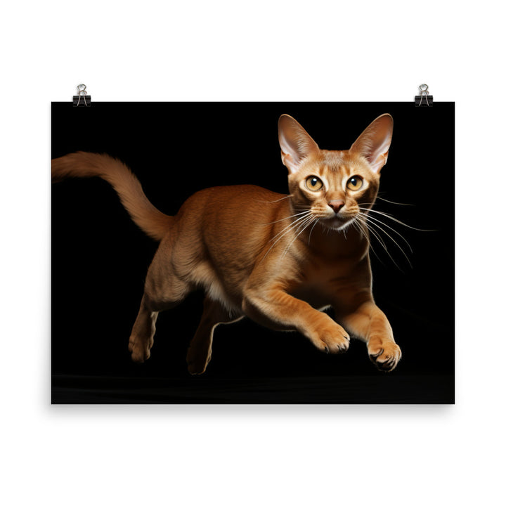 Abyssinian Photo paper poster - PosterfyAI.com
