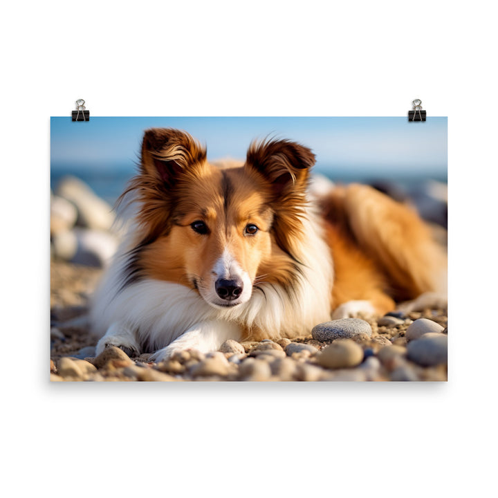 Shetland Sheepdog Relaxing on the Beach photo paper poster - Posterfy.AI