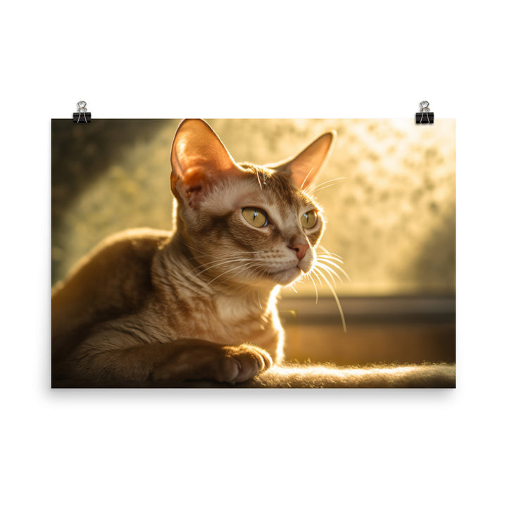 Devon Rex Cat Bathed in Warm Sunlight photo paper poster - Posterfy.AI