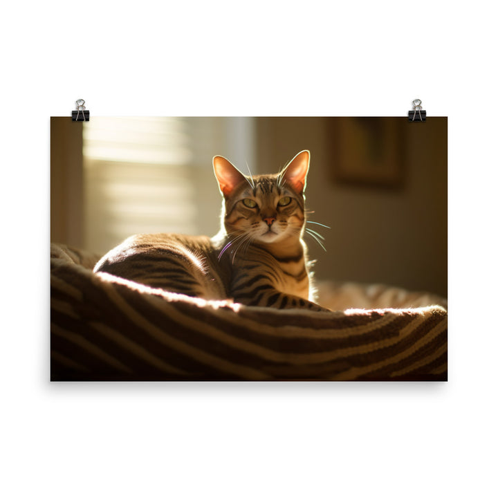 Ocicat Lounging photo paper poster - Posterfy.AI