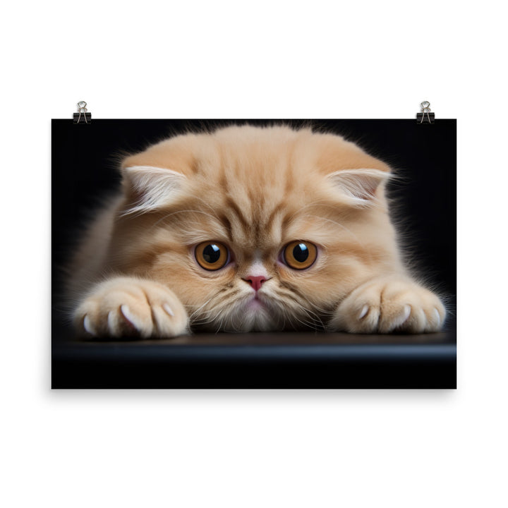 Exotic Shorthair Photo paper poster - PosterfyAI.com