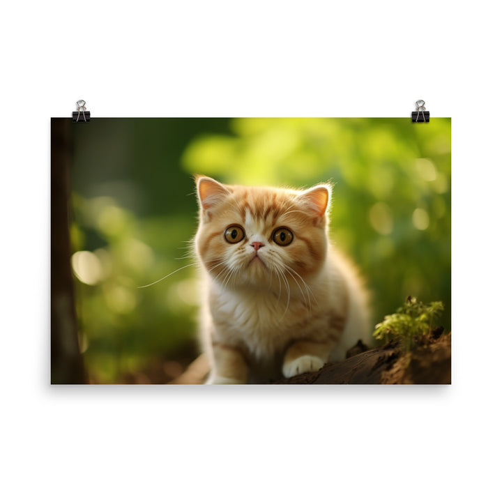 Exotic Shorthair Photo paper poster - PosterfyAI.com
