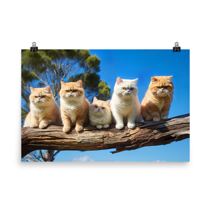 Exotic Shorthair Photo paper poster - PosterfyAI.com
