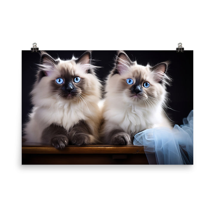 Ragdoll Photo paper poster - PosterfyAI.com