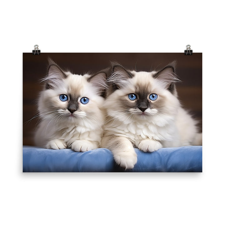 Ragdoll Photo paper poster - PosterfyAI.com