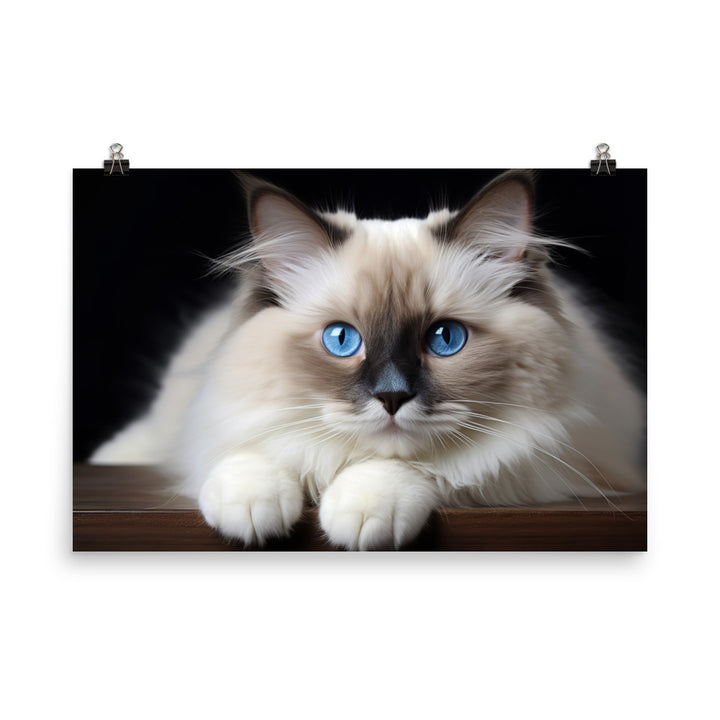 Ragdoll Photo paper poster - PosterfyAI.com