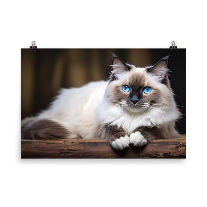 Ragdoll Photo paper poster - PosterfyAI.com