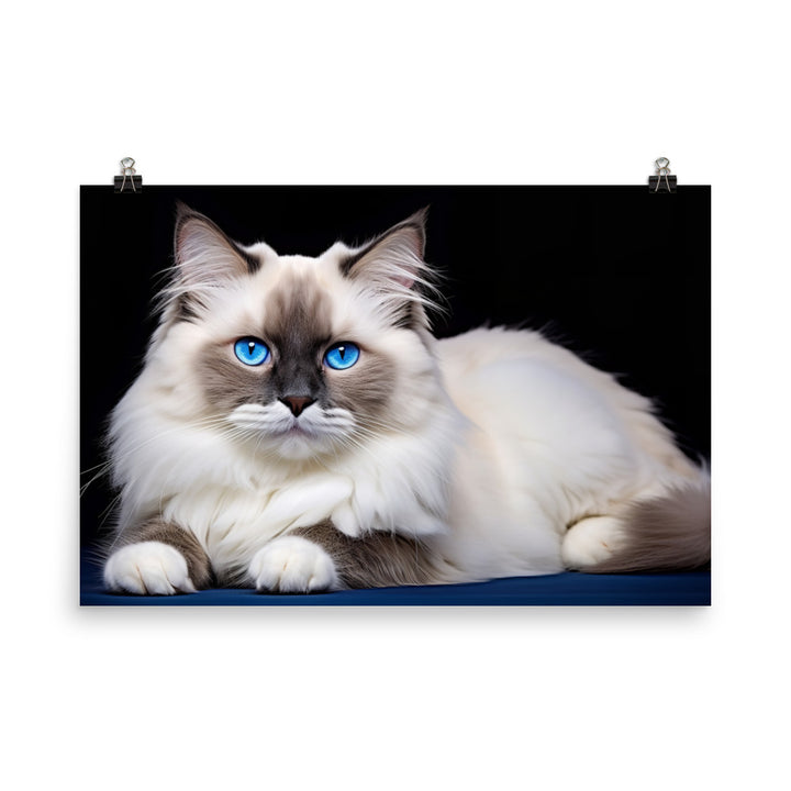 Ragdoll Photo paper poster - PosterfyAI.com