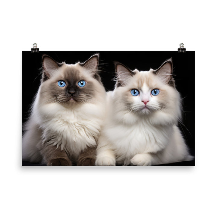 Ragdoll Photo paper poster - PosterfyAI.com