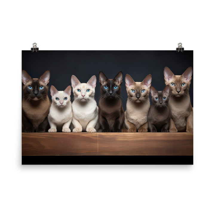 Tonkinese Photo paper poster - PosterfyAI.com