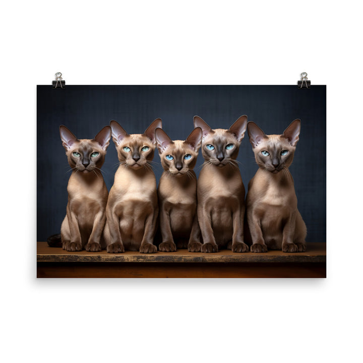 Tonkinese Photo paper poster - PosterfyAI.com