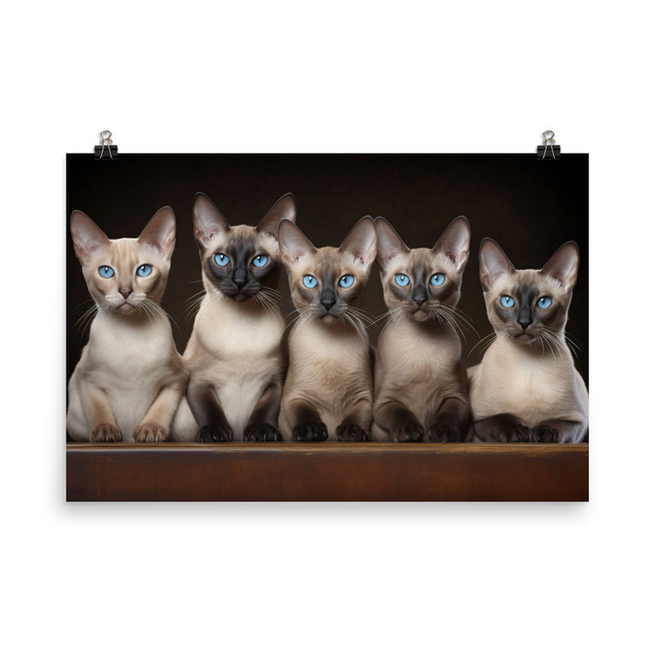 Tonkinese Photo paper poster - PosterfyAI.com