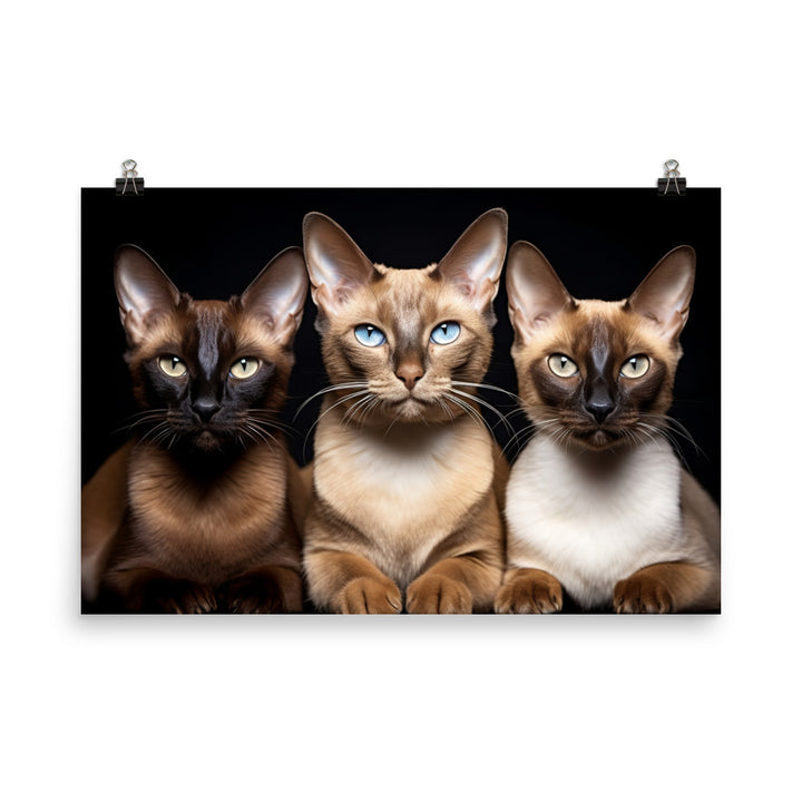 Tonkinese Photo paper poster - PosterfyAI.com