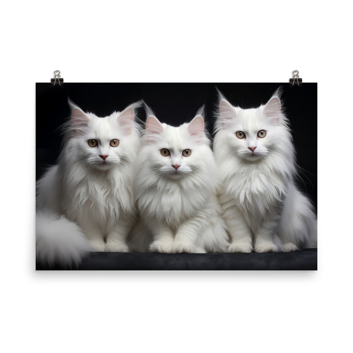 Turkish Angora Photo paper poster - PosterfyAI.com
