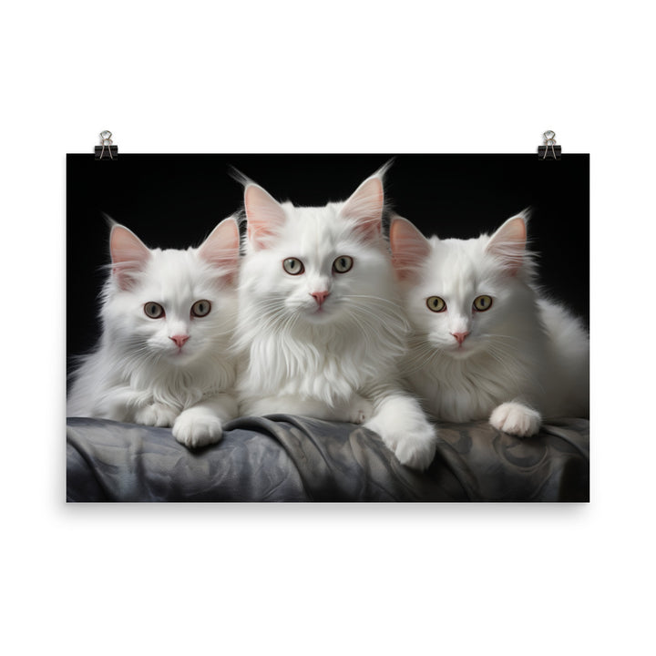 Turkish Angora Photo paper poster - PosterfyAI.com