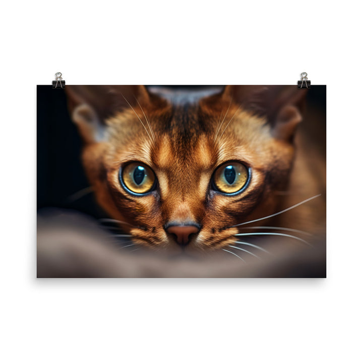 Abyssinian Photo paper poster - PosterfyAI.com