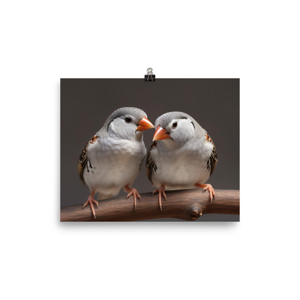 Close-up of Zebra Finches photo paper poster - Posterfy.AI