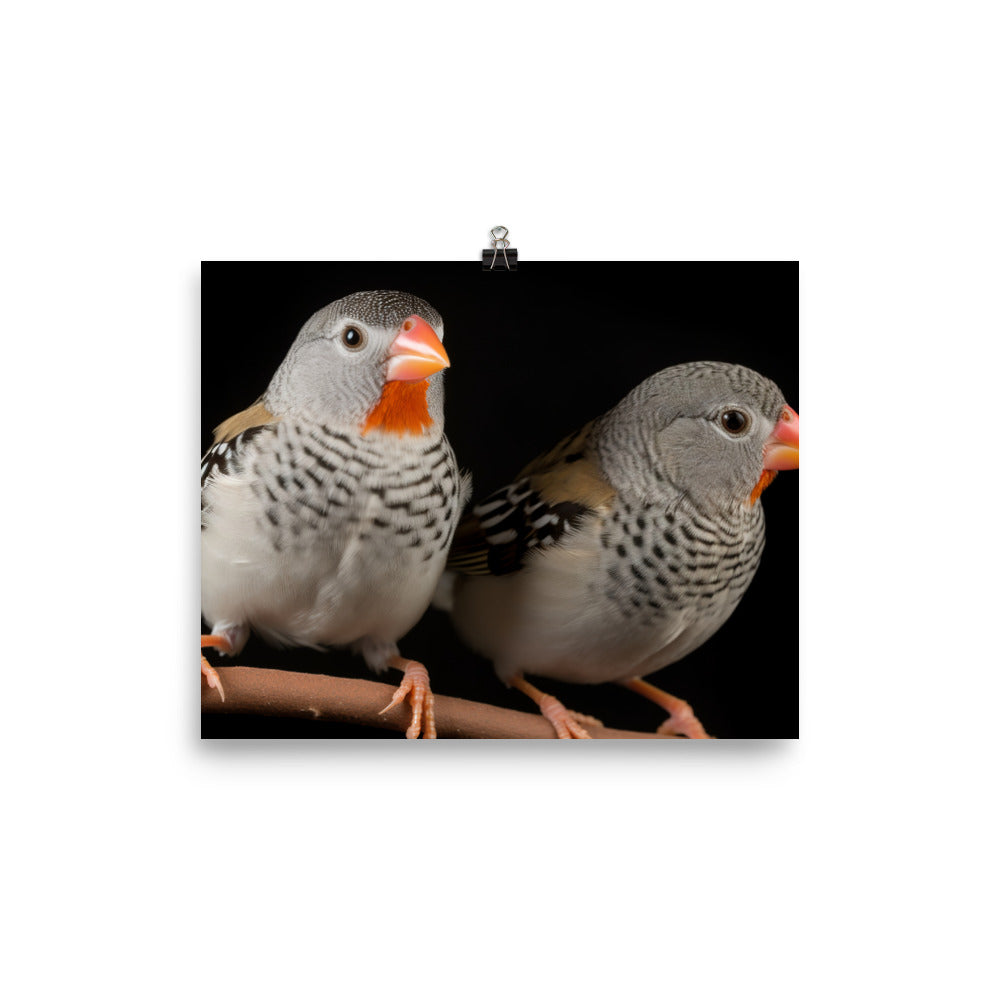 Close-up of Zebra Finches photo paper poster - Posterfy.AI