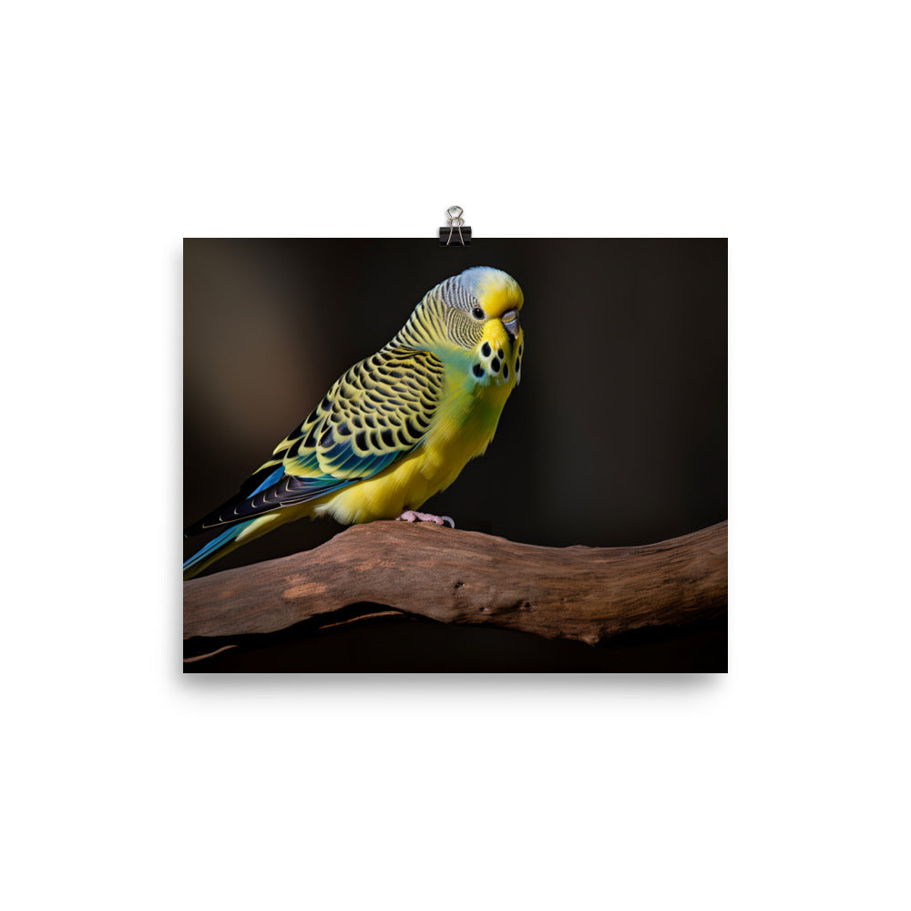 Cheerful Budgie on a Perch photo paper poster - Posterfy.AI