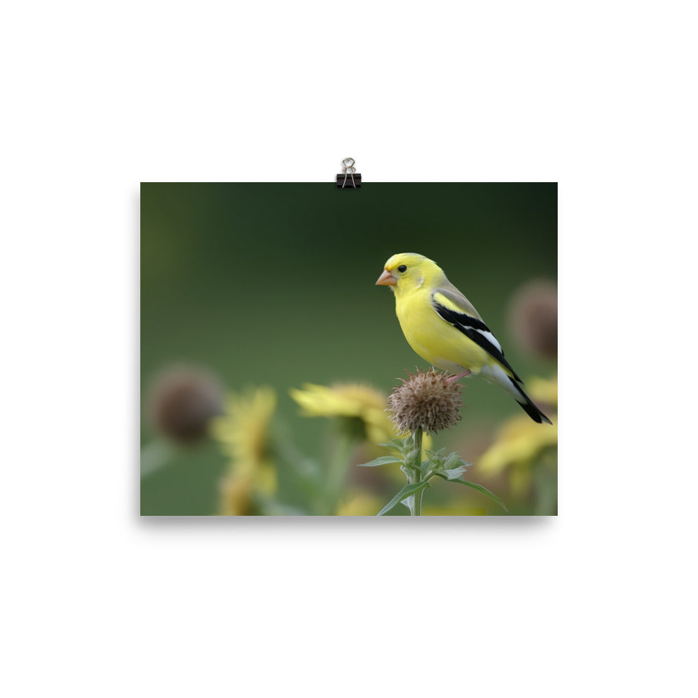 American Goldfinch in the Garden photo paper poster - Posterfy.AI