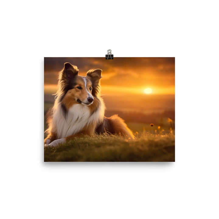 Shetland Sheepdog Watching the Sunset photo paper poster - Posterfy.AI