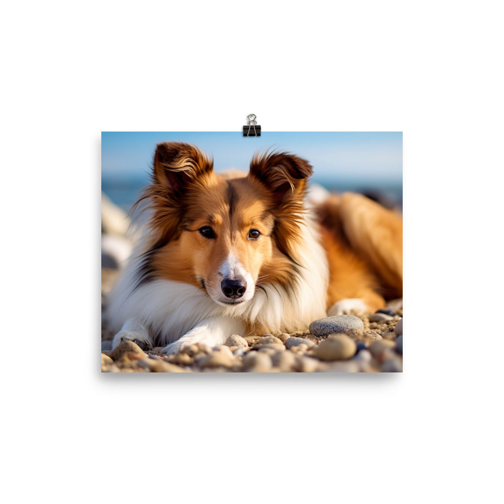 Shetland Sheepdog Relaxing on the Beach photo paper poster - Posterfy.AI