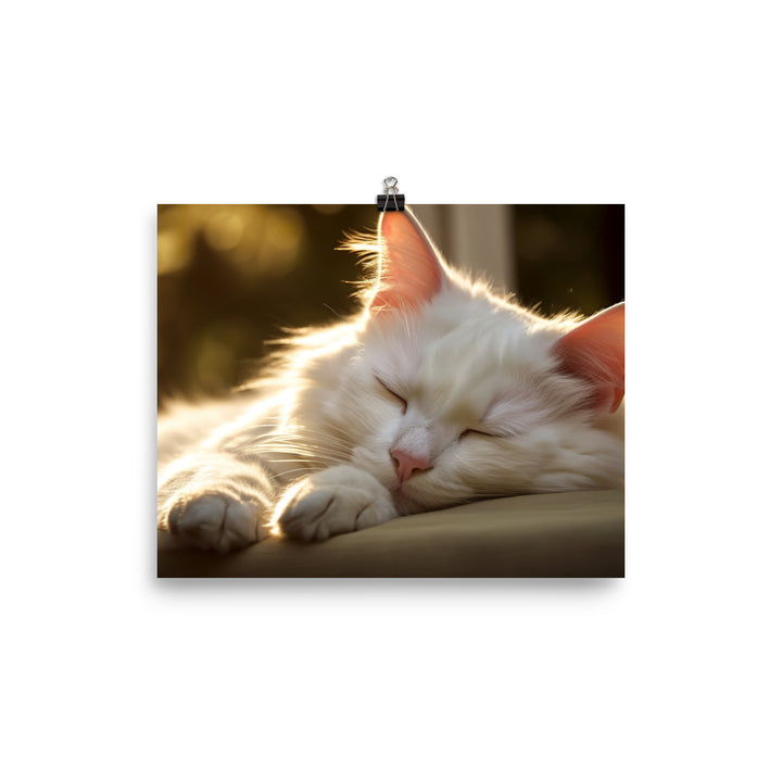 Turkish Angora Dreaming of Sunshine photo paper poster - Posterfy.AI