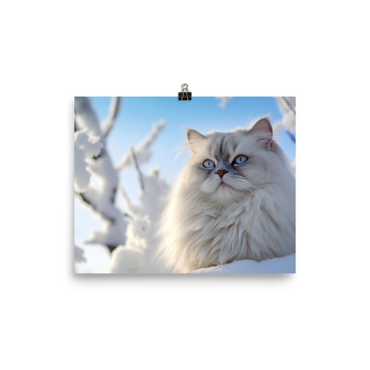 Himalayan Cat in Winter photo paper poster - Posterfy.AI