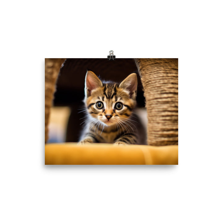 Inquisitive Manx Kitten photo paper poster - Posterfy.AI