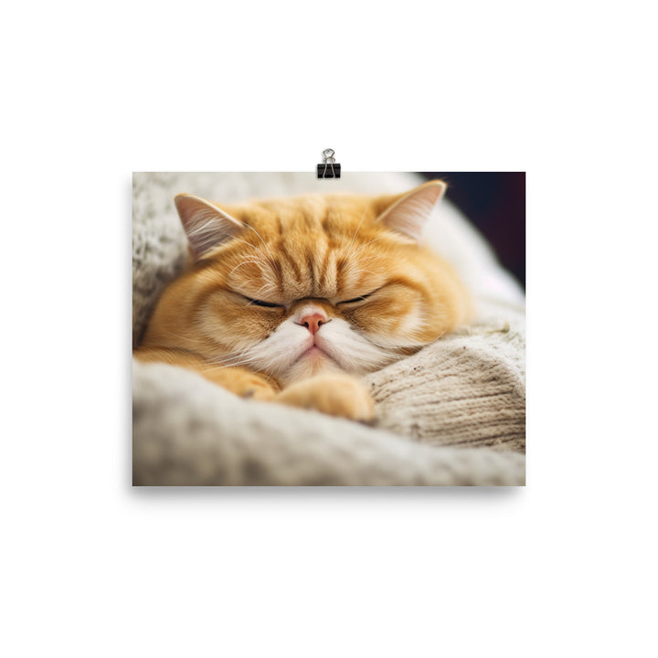 Exotic Shorthair Cat on a Lap photo paper poster - Posterfy.AI