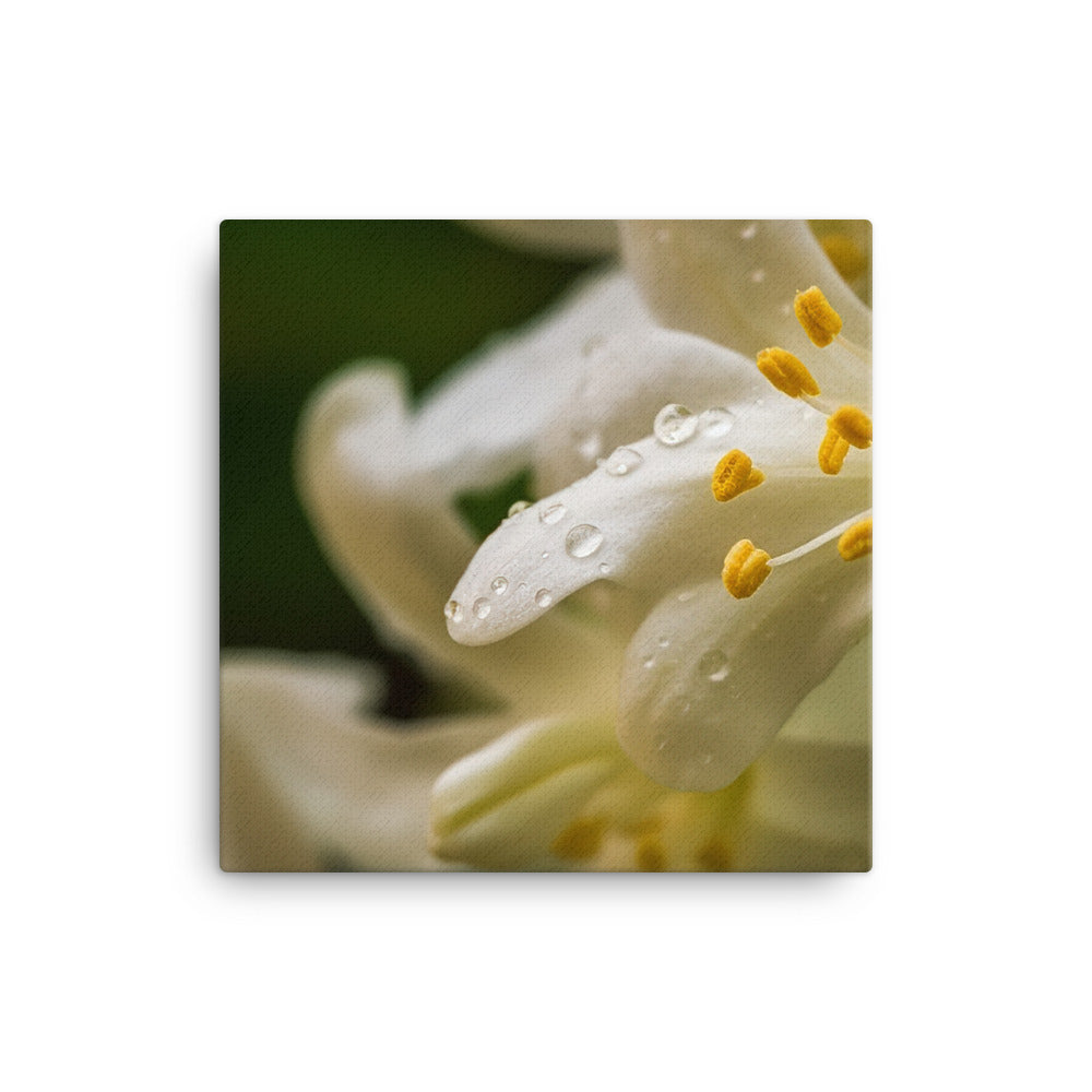 Delicate Beauty of Jasmine Flowers canvas - Posterfy.AI
