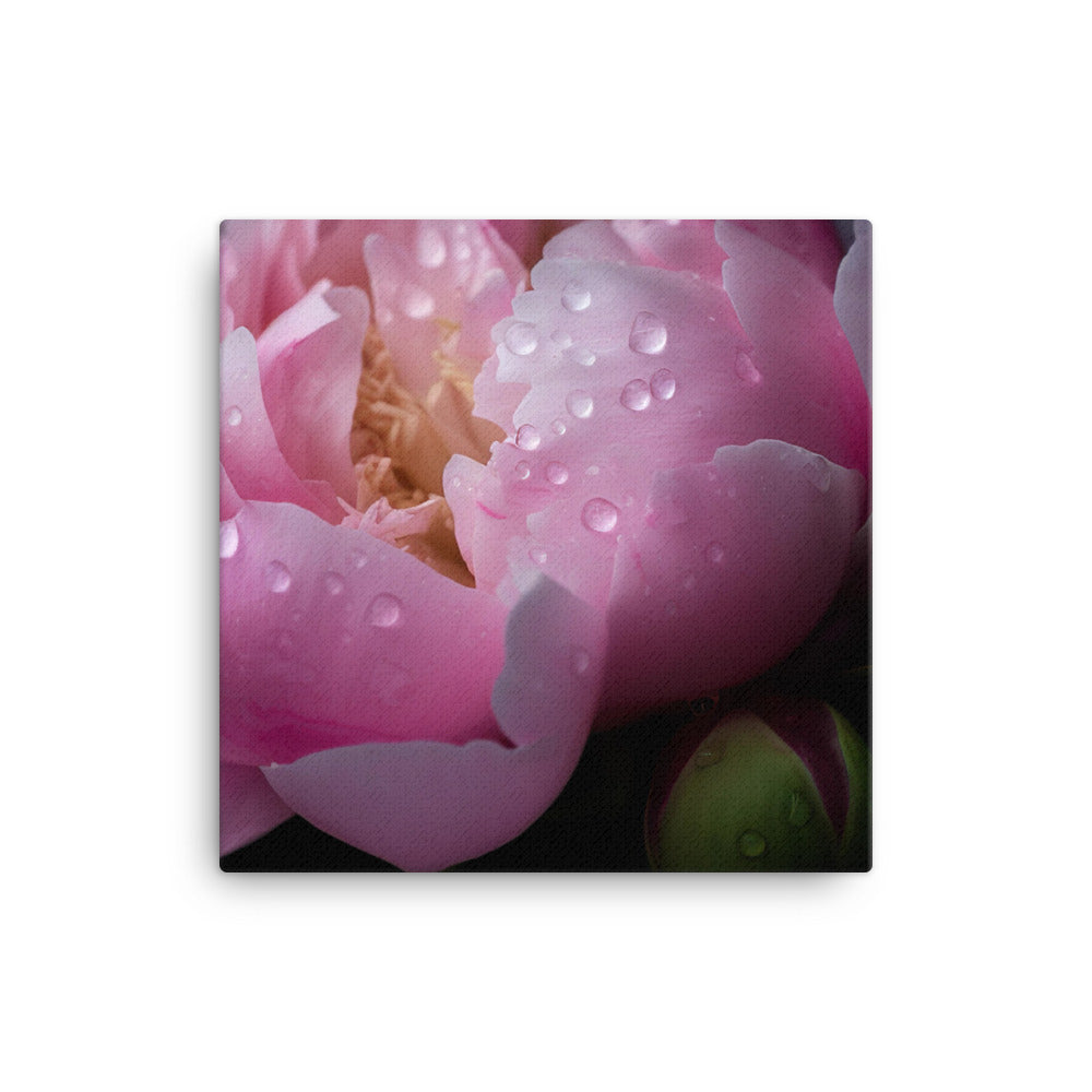 Peony Blossoms in the Morning Dew canvas - Posterfy.AI
