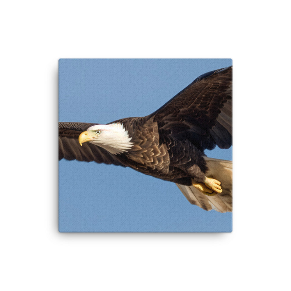 Majestic Bald Eagle Soaring in the Sky canvas - Posterfy.AI