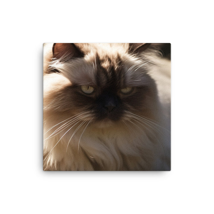 Himalayan cat enjoying a sunbeam canvas - Posterfy.AI