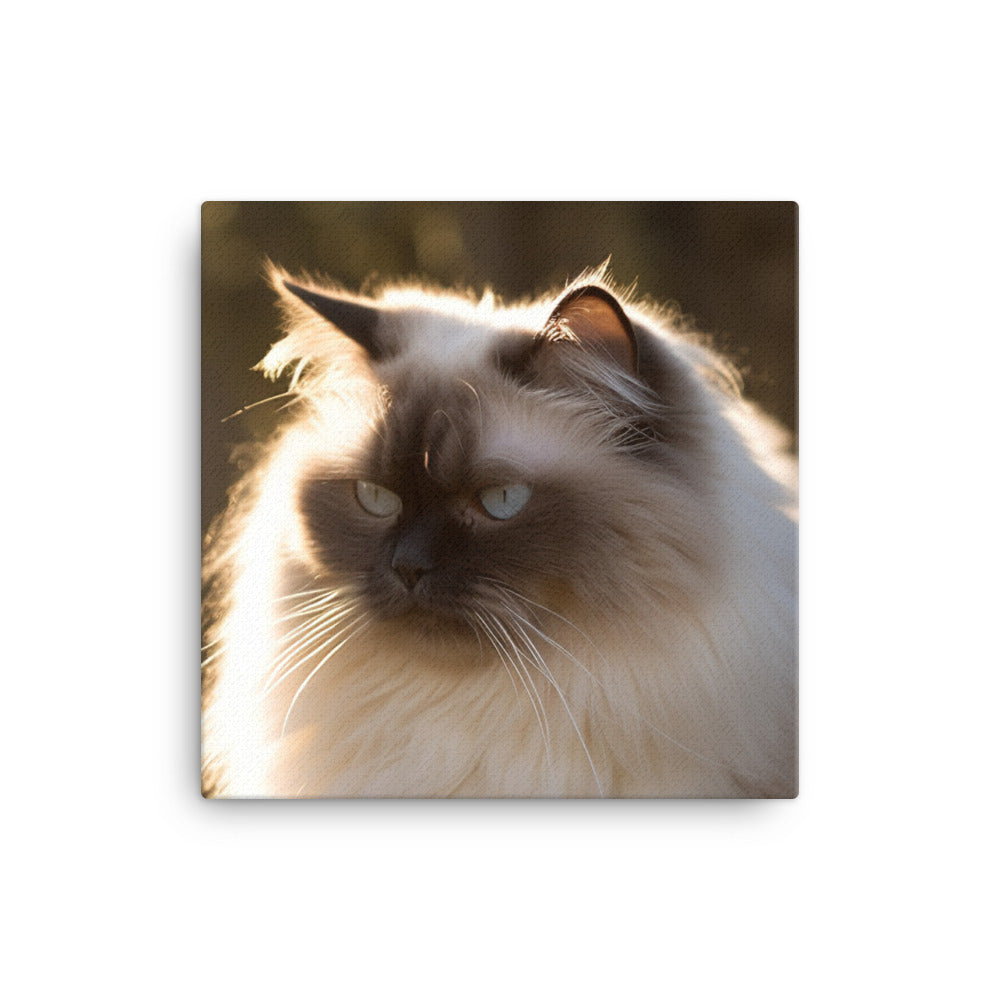 Himalayan cat enjoying a sunbeam canvas - Posterfy.AI