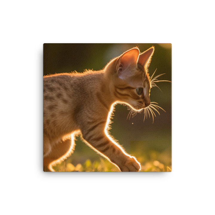 Playful Abyssinian kitten at sunset canvas - Posterfy.AI