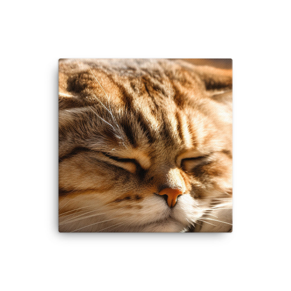 Scottish Fold cat basking in a sunbeam canvas - Posterfy.AI