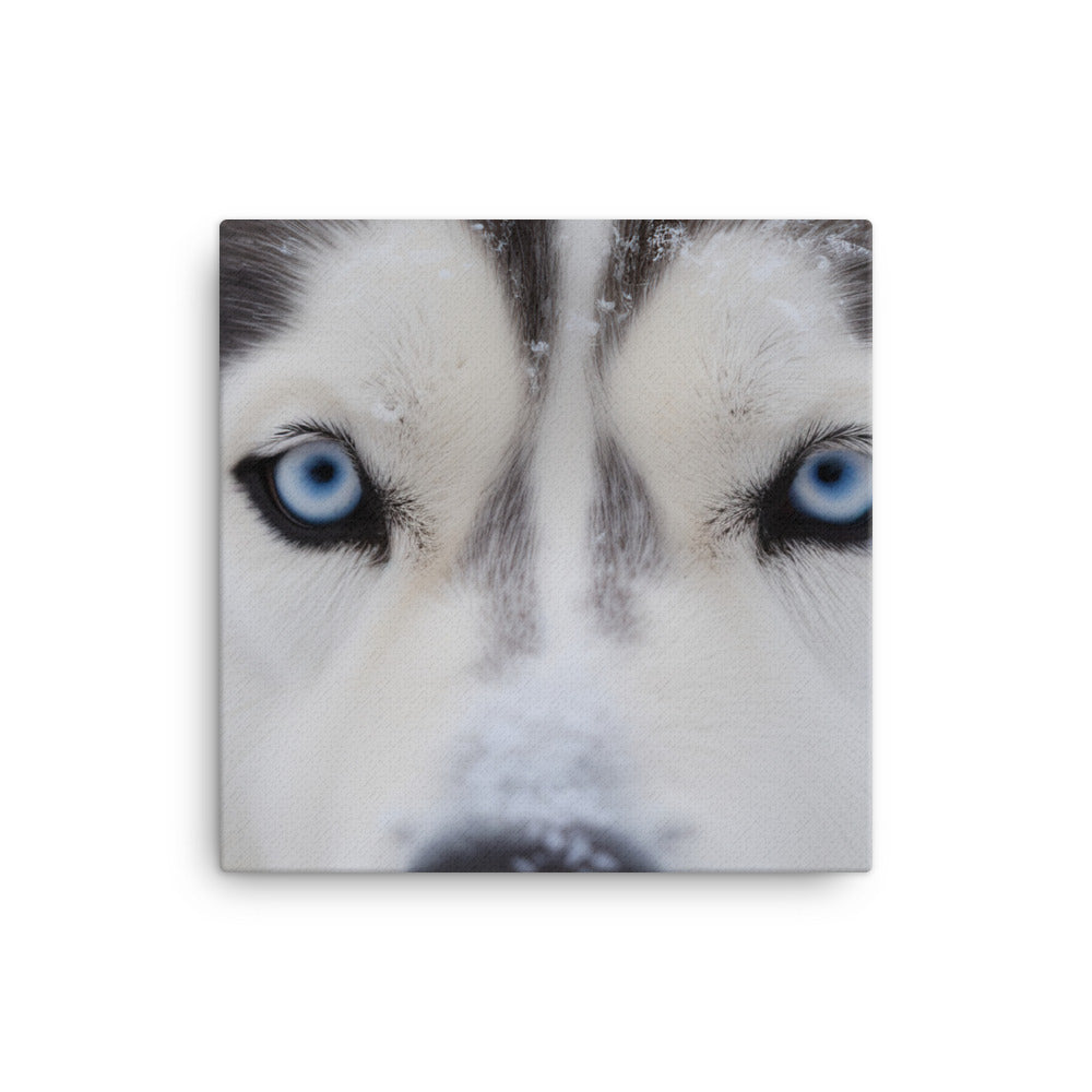 Siberian Huskys nose covered in snow canvas - Posterfy.AI