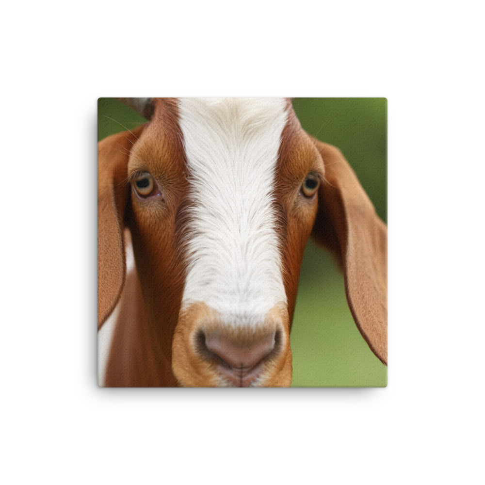 Curious Boer Goat Staring canvas - Posterfy.AI