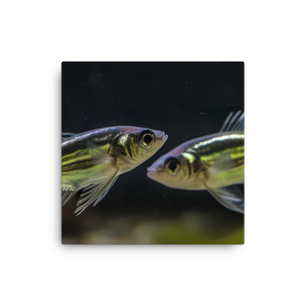 Zebrafish Pair Dancing in Aquarium canvas - Posterfy.AI