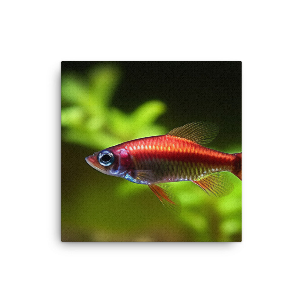 Cherry Barb Fish in a Planted Nano Tank canvas - Posterfy.AI