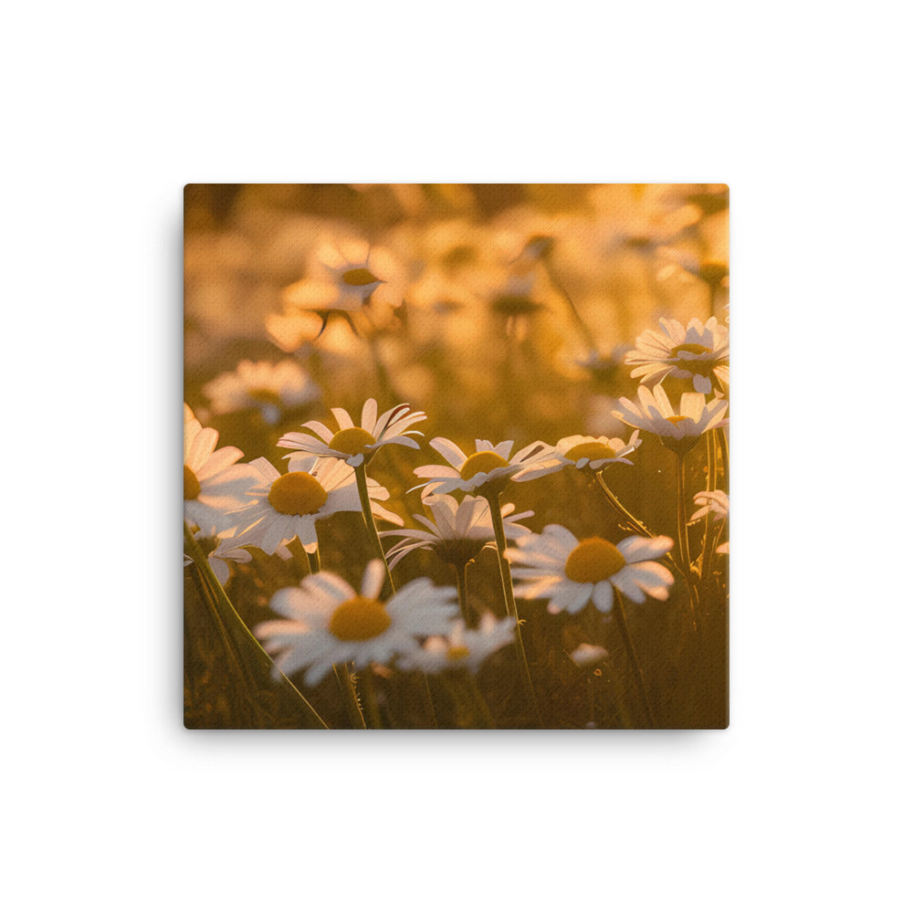 Daisies at Sunset canvas - Posterfy.AI