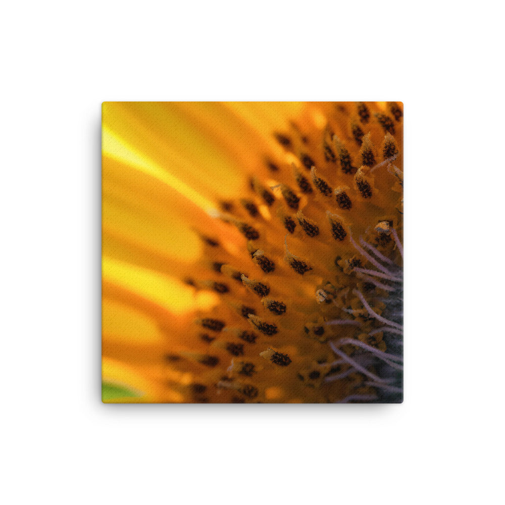 Up Close and Personal with Sunflowers canvas - Posterfy.AI