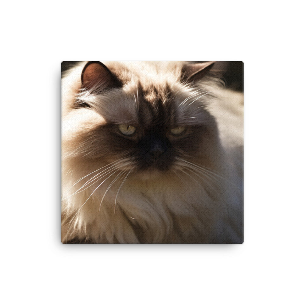 Himalayan cat enjoying a sunbeam canvas - Posterfy.AI