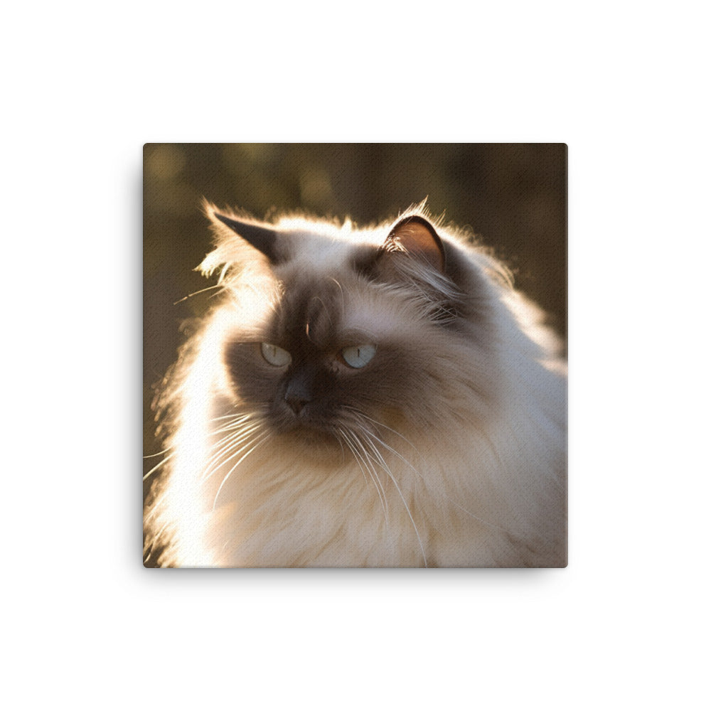 Himalayan cat enjoying a sunbeam canvas - Posterfy.AI