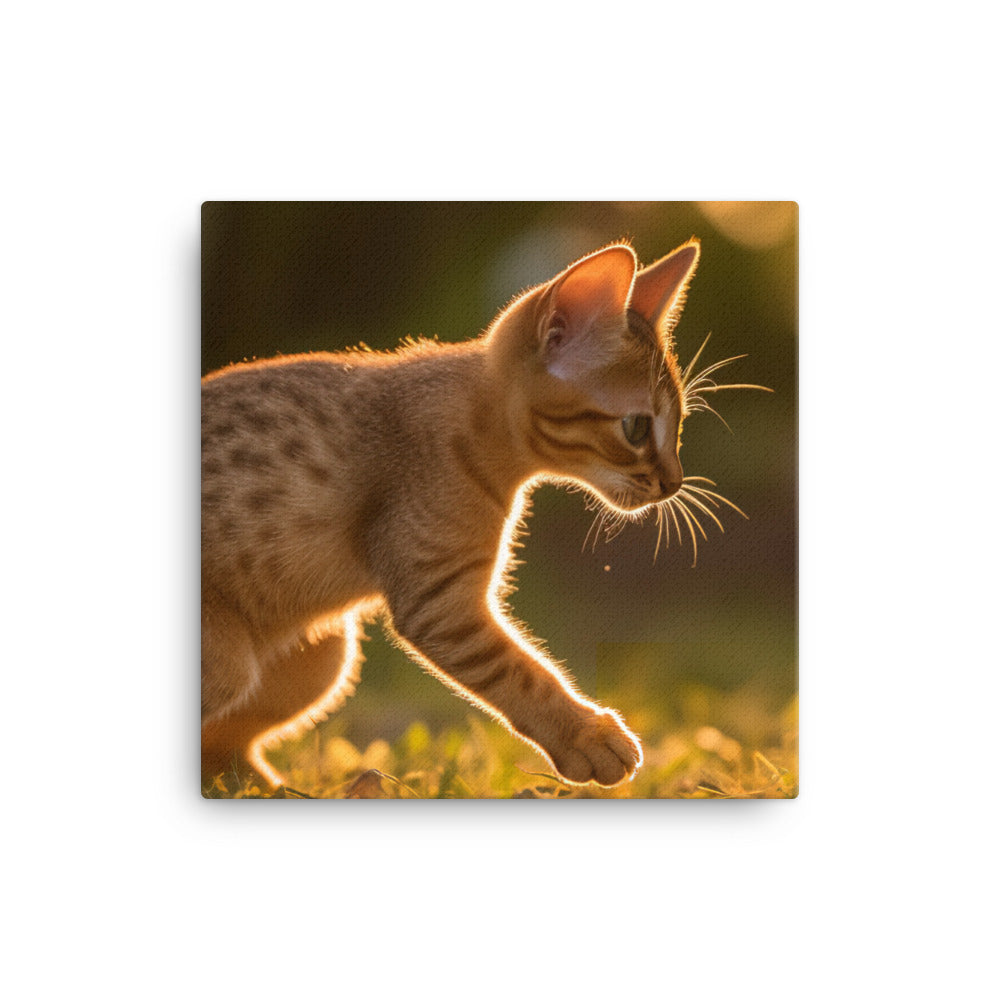 Playful Abyssinian kitten at sunset canvas - Posterfy.AI