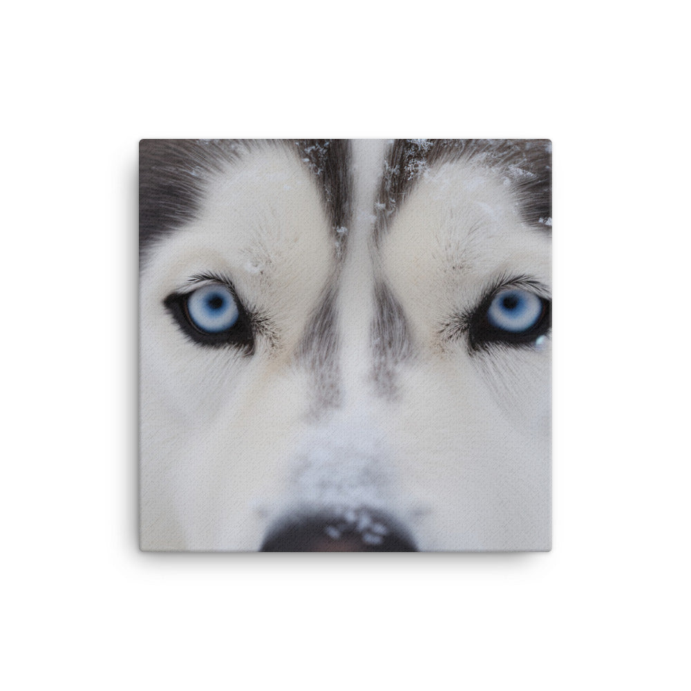 Siberian Huskys nose covered in snow canvas - Posterfy.AI