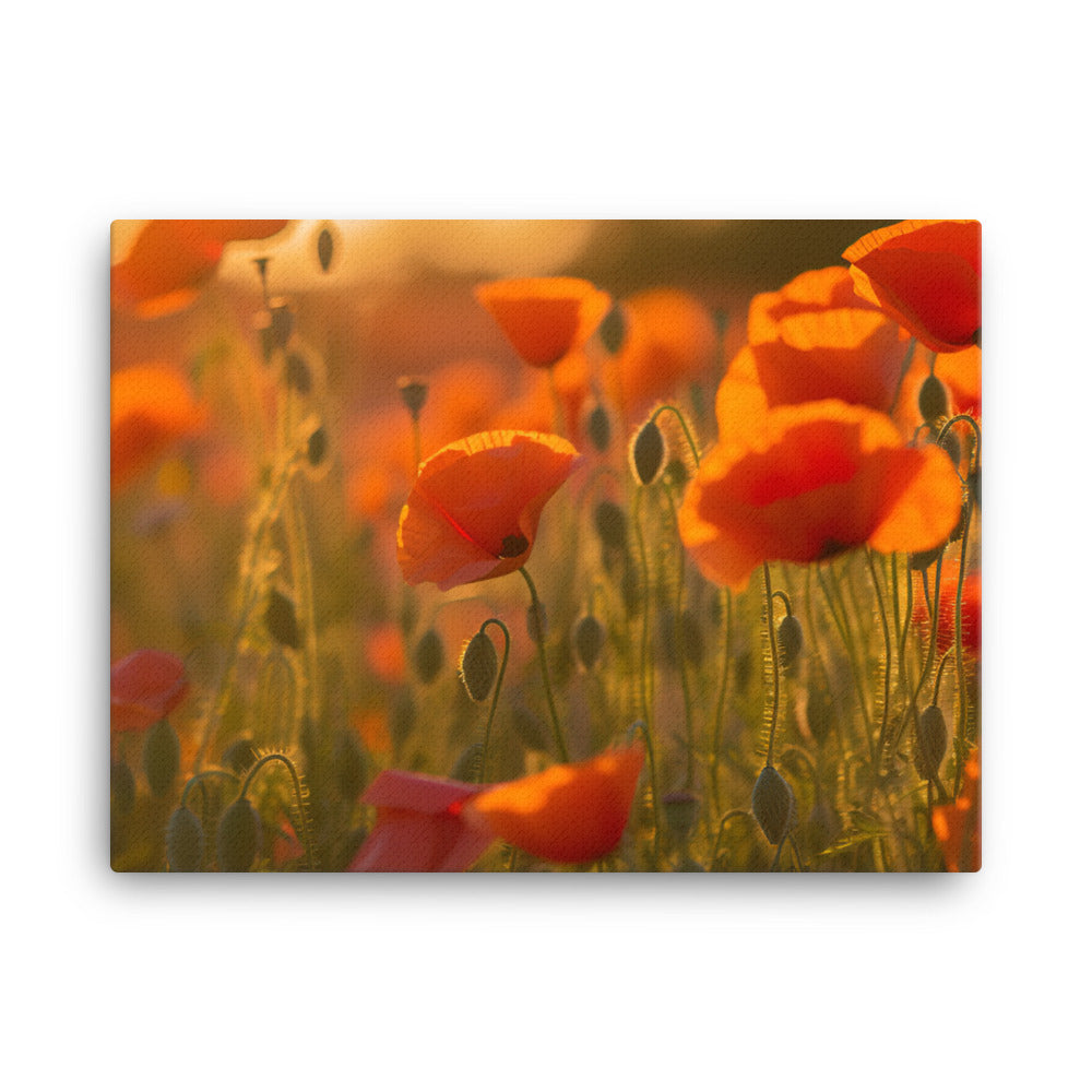 Capturing Poppy blooms in the golden hour canvas - Posterfy.AI