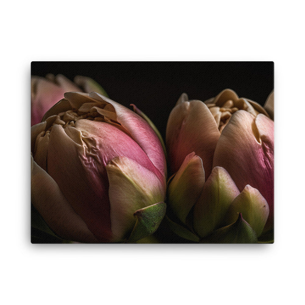 Peony Buds on the Verge of Blooming canvas - Posterfy.AI
