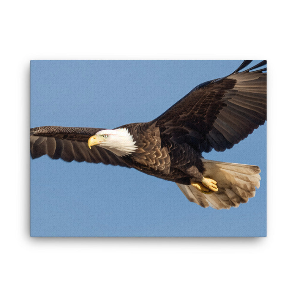 Majestic Bald Eagle Soaring in the Sky canvas - Posterfy.AI